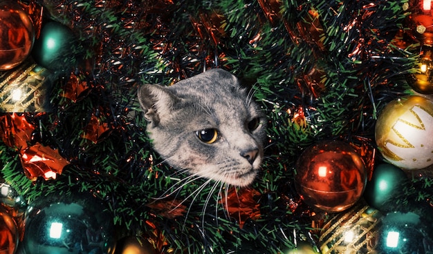 Foto graue katze weihnachten