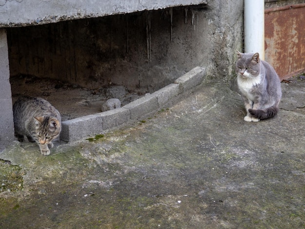 Graue Katzen sitzen an der Wand, die Katze schaut in die Kamera, Haustiere auf der Straße, pelzige Tiere.