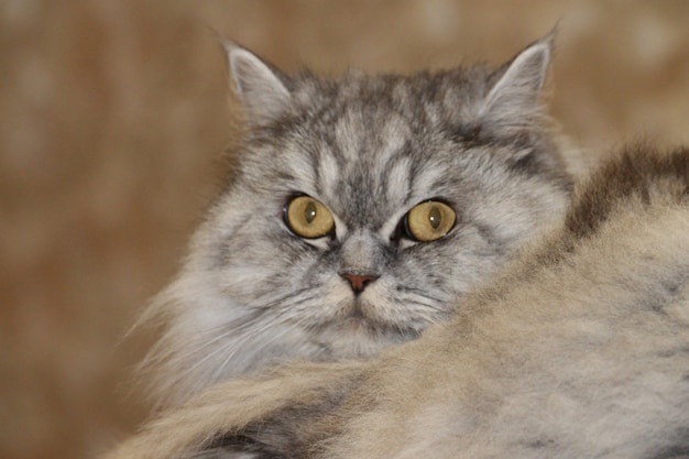 Graue, kawaii, süße, flauschige schottische Highland Straight Longhair Katze mit großen orangefarbenen Augen und langem Schnurrbart im Bett zu Hause. Porträt hautnah.