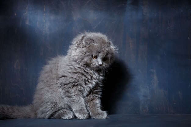 Graue kleine Katze der Rasse Scottish Fold spielt auf grauem Hintergrund