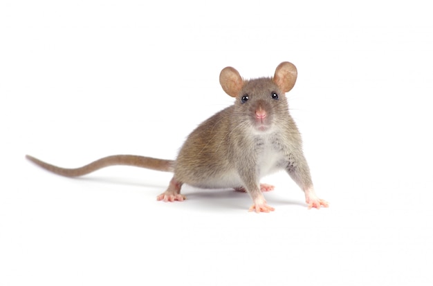 Graue kleine Maus