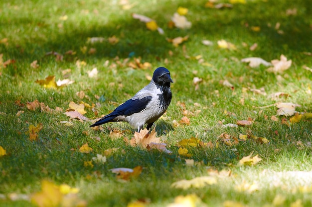 Graue Krähe ist auf dem grünen Gras im Park