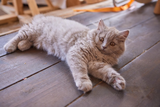 graue Landkatze, die unter dem Tisch sitzt