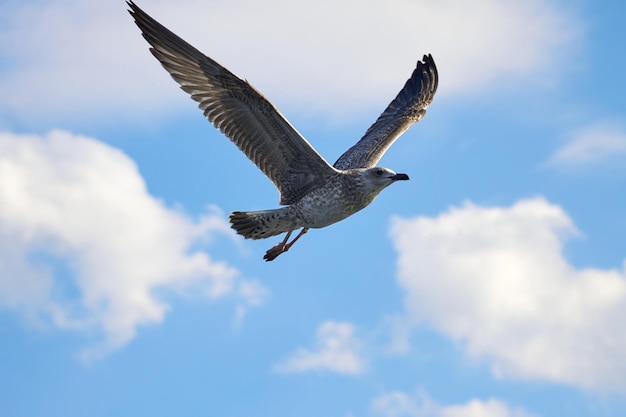 Graue Möwe, die ihre Flügel ausbreitet, fliegt gegen den blauen Himmel