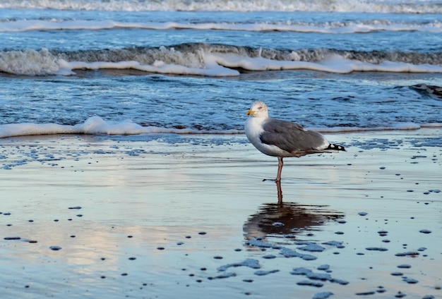 Graue Möwe steht am Meer oder am Meeresufer im Wasser und blickt in die Kamera Scheveningen Den Haag Den Haag Niederlande