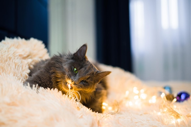 graue pelzige Katze mit grünen Augen liegt auf einer pfirsichfarbenen Tagesdecke auf dem Bett und spielt mit Weihnachtsspielzeug