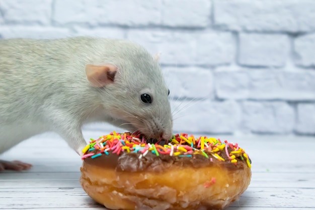 Graue Ratte, die süßes Donutgebäck isst Nicht auf Diät.Geburtstag.