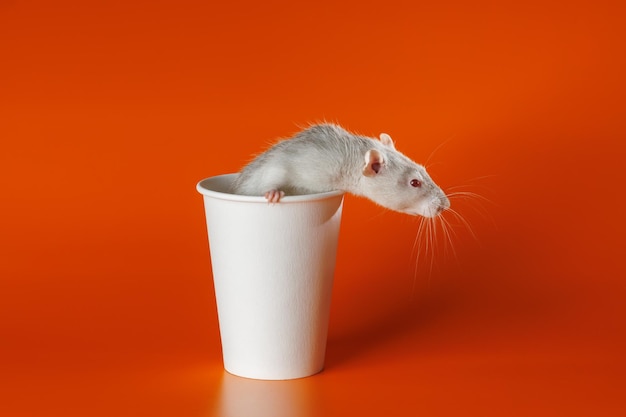 Foto graue ratte in einer papiertasse maus in einem kaffeekopf porträt eines schädlings nagetier isoliert auf orangefarbenem hintergrund für buchstaben und kopfzeilen