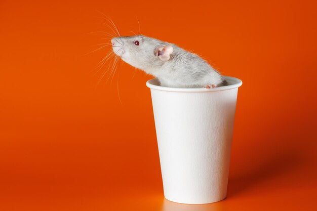 Foto graue ratte in einer papiertasse maus in einem kaffeekopf porträt eines schädlings nagetier isoliert auf orangefarbenem hintergrund für buchstaben und kopfzeilen