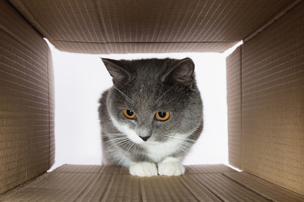 Graue schöne Katze, späht in den Pappkarobka, ein neugieriges Haustier prüft interessante Stellen. Speicherplatz kopieren.