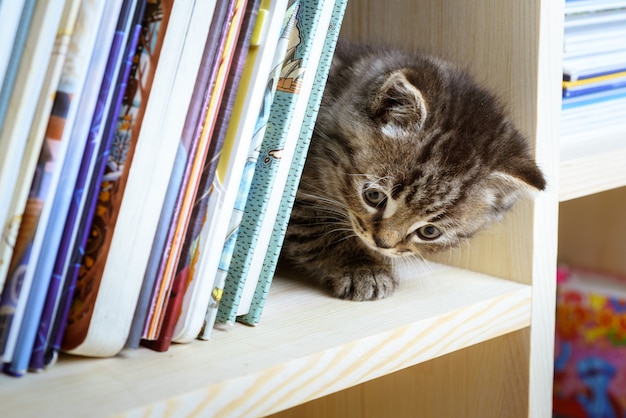 Graue schottische Katze, die auf Bücherregal sitzt und Kamera betrachtet