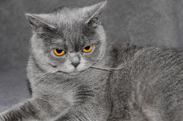 Graue schottische Katze liegt auf einer Decke