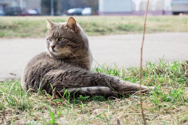 Graue streunende Katze sitzt hautnah auf grünem Gras