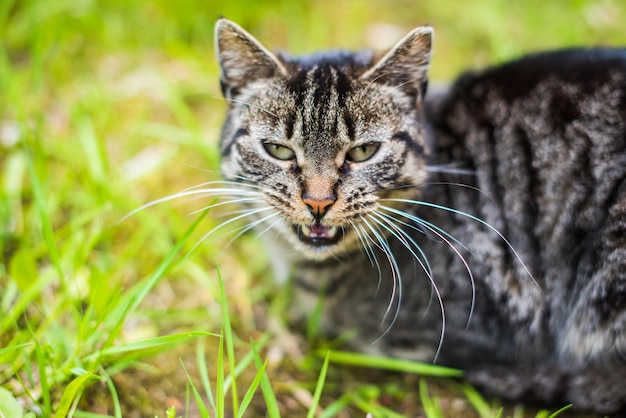 Graue Tabby-Katze weint draußen auf grünem Gras