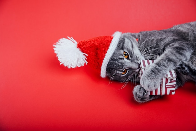 Graue Tabbykatze trägt Sankt Hut auf Rot und spielt mit einer Geschenkbox.