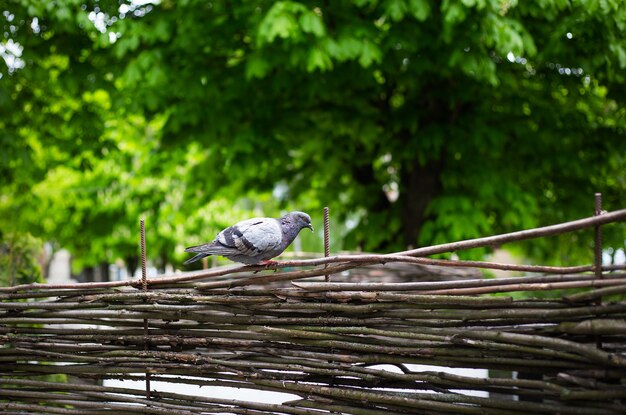 Graue Taube auf Holzzaun