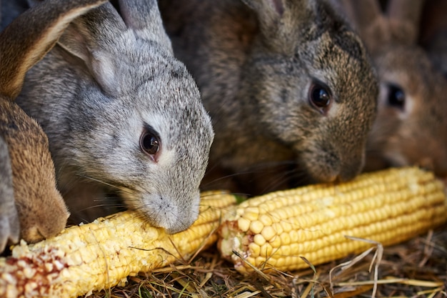 Graue und braune Kaninchen, die Kornähre in einem Käfig essen