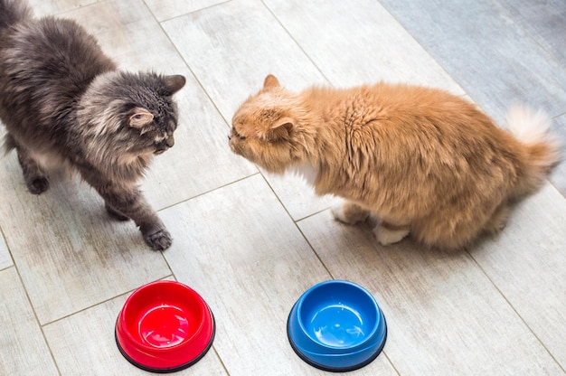 Graue und Ingwerkatze durch leere Futterschüsseln in der Küche Konzeptfutter für Katzen