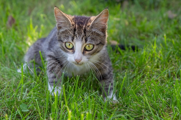 Graue und weiße getigerte Katze auf grünem Gras