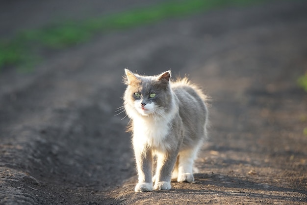 Graue und weiße Katze auf einer Straße