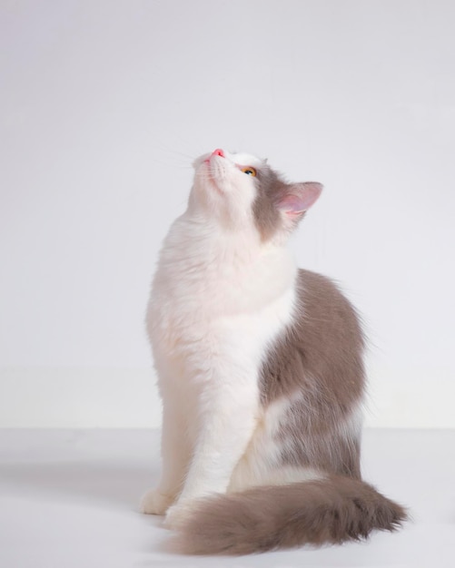 Graue und weiße weibliche persische flauschige Katze Fotoshooting Studio mit weißem Hintergrund mit Katzenausdruck
