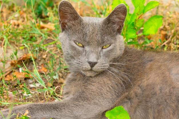 Graue Wildkatze mit einer standhaften Ruhe auf der Straße Nahaufnahme