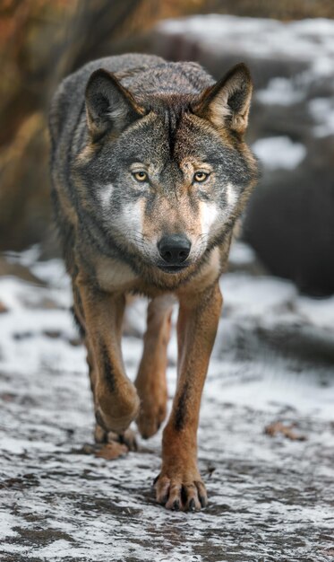 Foto graue wolf