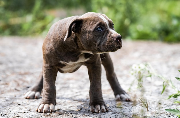 Grauer American Pit Bull Terrier Porträt in der Natur