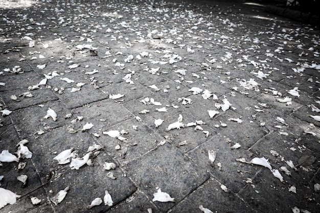 Foto grauer betonboden mit weißen blütenblättern