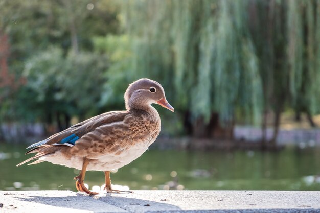 Grauer Entenvogel, der im Sommer am Ufer eines Sees steht.