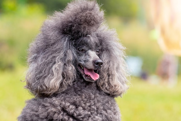 Grauer, flauschiger Pudel mit offenem Mund und freundlichem Blick Porträt eines lustigen Hundes