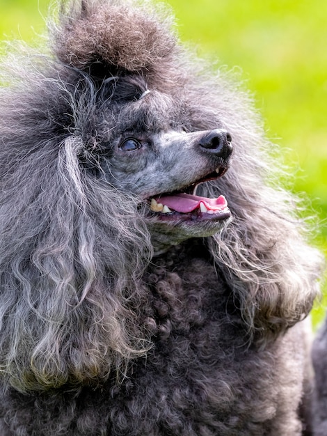 Grauer flauschiger Pudel mit offenem Mund und freundlichem Blick, Porträt eines lustigen Hundes