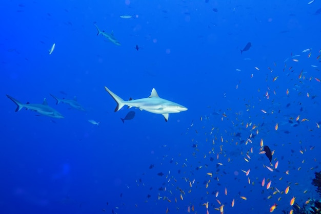 Grauer Hai bereit zum Angriff unter Wasser im Blauen