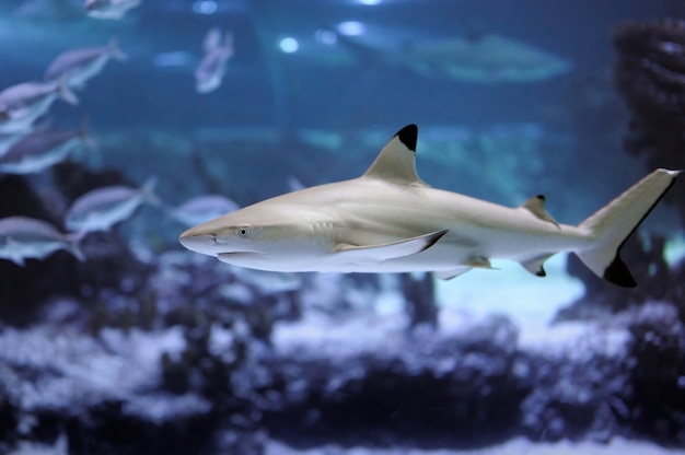 Grauer Hai (Carcharhinus amblyrhynchos) schwimmt unter anderem in der Nähe von Sand und Steinen