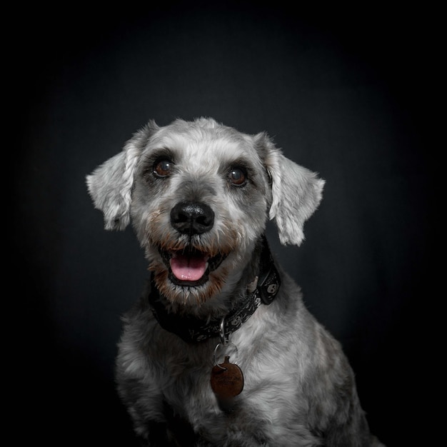 Foto grauer hund auf schwarzem hintergrund