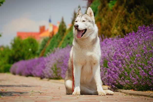 Grauer Hund, der auf dem Fußweg sitzt. Blühender Lavendel im Hintergrund. Porträt eines Siberian Husky.