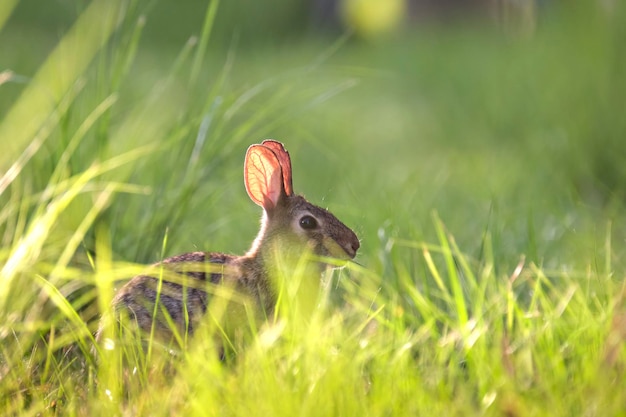 Grauer kleiner Hase, der Gras auf dem Sommerfeld frisst Wildkaninchen in der Natur