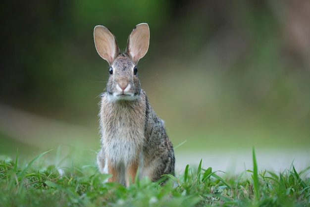 Grauer kleiner Hase, der Gras auf dem Sommerfeld frisst Wildkaninchen in der Natur