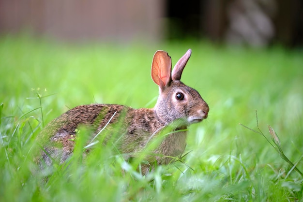 Grauer kleiner Hase, der Gras auf dem Sommerfeld frisst Wildkaninchen in der Natur