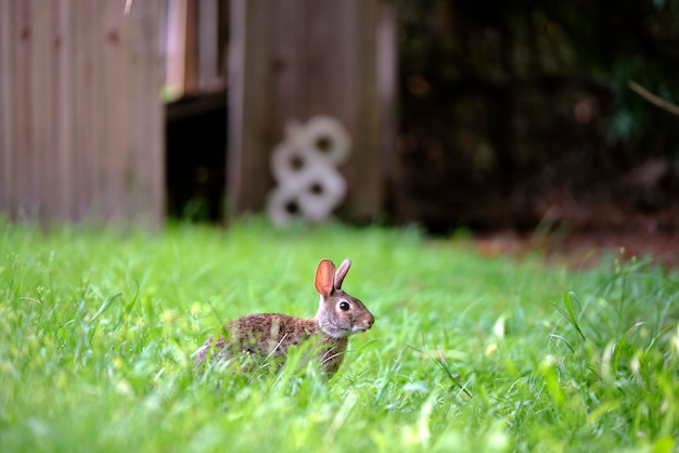 Grauer kleiner Hase, der Gras auf dem Sommerfeld frisst Wildkaninchen in der Natur