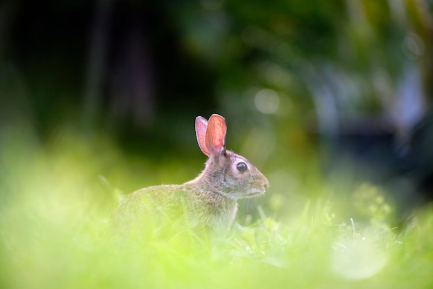 Grauer kleiner Hase, der Gras auf dem Sommerfeld frisst Wildkaninchen in der Natur