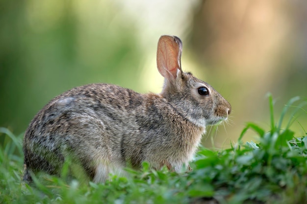 Grauer kleiner Hase, der Gras auf dem Sommerfeld frisst Wildkaninchen in der Natur