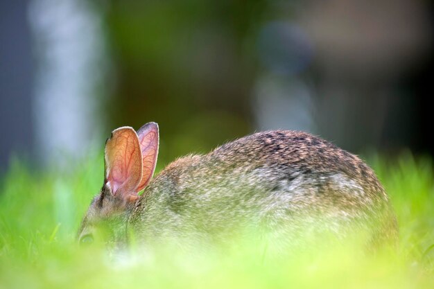 Grauer kleiner Hase frisst Gras auf dem Sommerfeld Wildes Kaninchen in der Natur