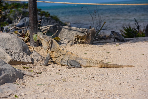 Grauer Leguan Eidechse auf dem Boden sitzend mit Blättern Maya-Ruinen in Tulum Riviera Maya Yucatan Karibik Mexiko