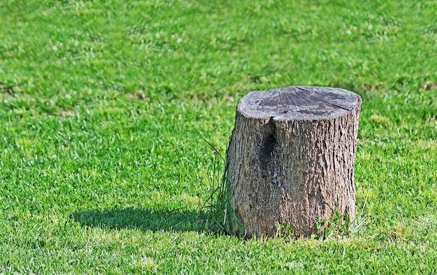 Grauer Olivenbaumstumpf in einem grünen Gras