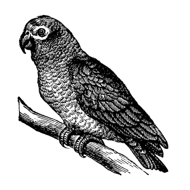 Grauer Papageien-Aufkleber png schwarze Tinte Zeichnung digital verbessert von unserer eigenen Originalkopie der offenen Tür zur Unabhängigkeit 1915 von Thomas E Hill