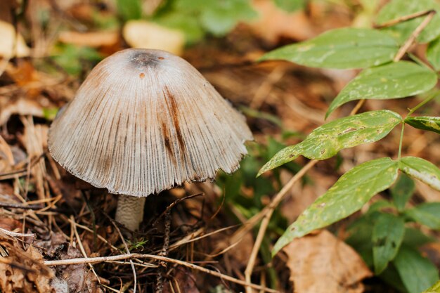 grauer Pilz im Wald. ungenießbarer Pilz.