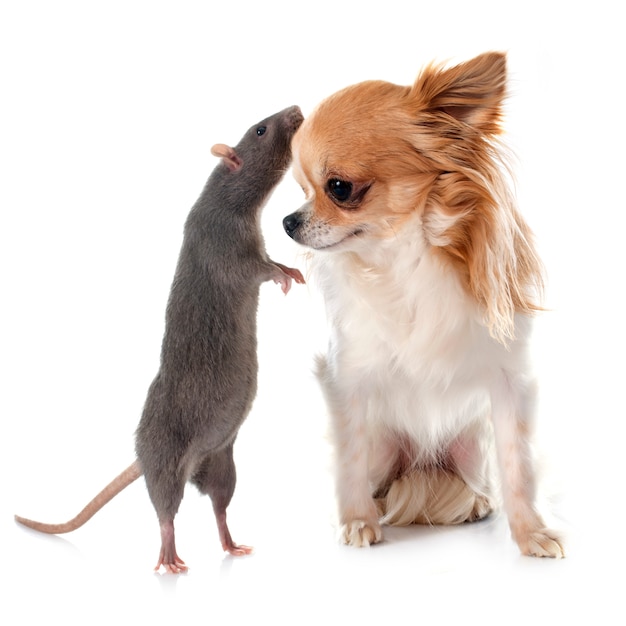 grauer Ratten- und Chihuahuahund