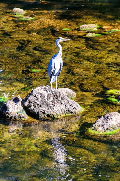 Grauer Reiher Ardea cinerea in einem Fluss