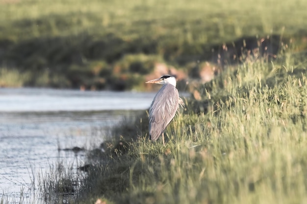 Grauer Reiher Ardea cinerea steht in einem Feld mit hohem Gras neben dem Fluss